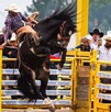 En el Rodeo Saltillo también se contará con una exposición ganadera, el rodeo de toros, muestra vitivinícola, zona infantil, juegos y restaurantes de Coahuila.