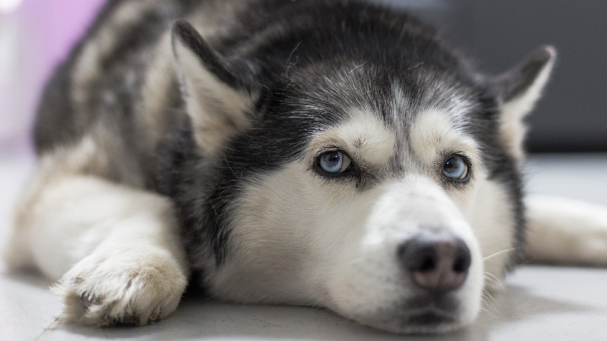 Perro raza Husky, fue obligado a beber cerveza por jóvenes en Chihuahua Perro raza Husky, fue obligado a beber cerveza por jóvenes en Chihuahua