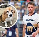 Aaron Ramsey no reportó con la Selección de Gales en la actual Fecha FIFA debido a una lesión, por lo que ahora ocupa su tiempo para buscar a su mascota.