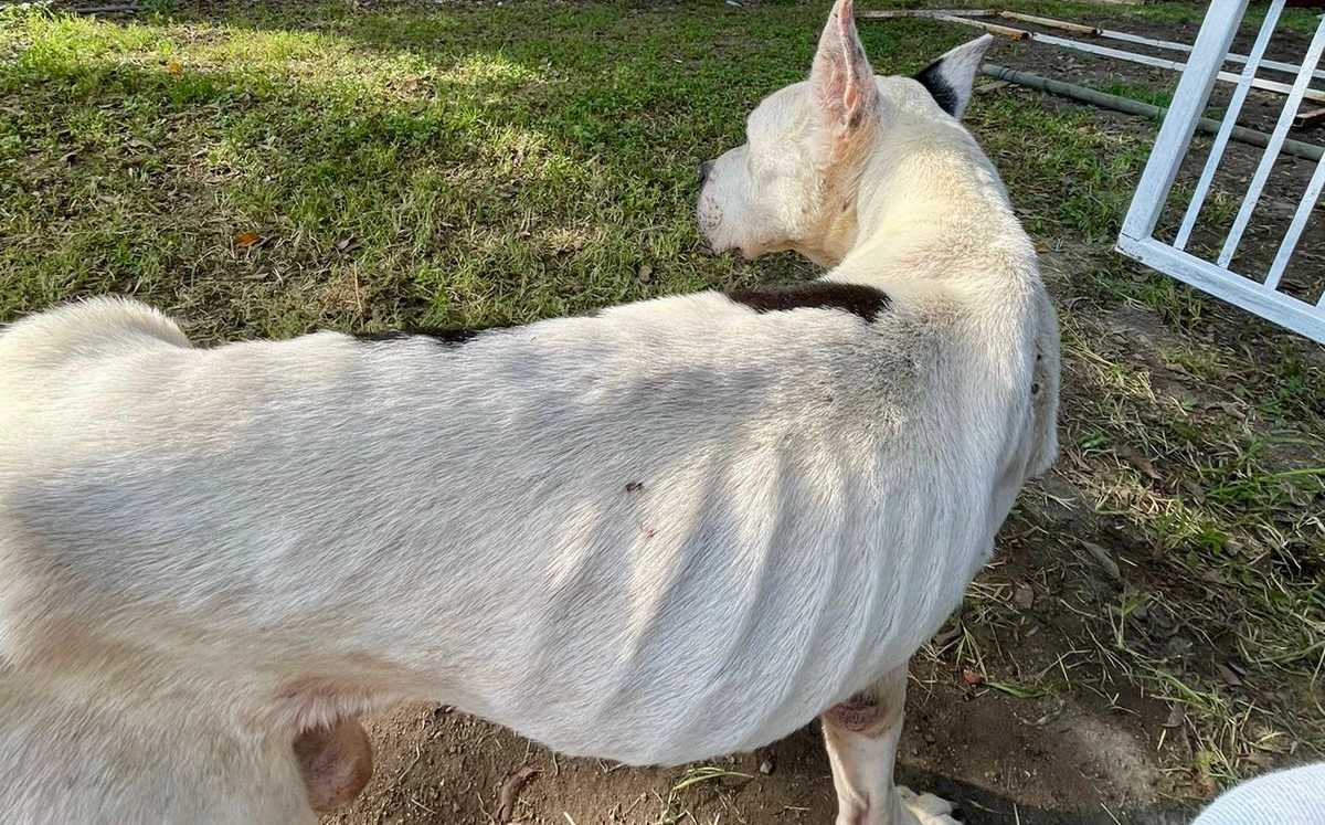 Perrito maltratado en El Salto Perrito maltratado en El Salto