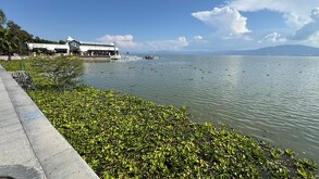 Vista del Lago de Chapala con una gran cantidad de maleza flotante en primer plano. Un malecón de concreto en la izquierda y un edificio con un muelle.