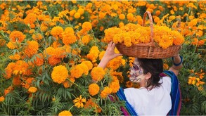 Mujer con maquillaje de catrina y rebozo azul posa en un campo de cempasúchil anaranjado. Sostiene una canasta llena de flores sobre su cabeza. Ambiente festivo