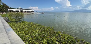Vista del Lago de Chapala con una gran cantidad de maleza flotante en primer plano. Un malecón de concreto en la izquierda y un edificio con un muelle. Vista del Lago de Chapala con una gran cantidad de maleza flotante en primer plano. Un malecón de concreto en la izquierda y un edificio con un muelle.