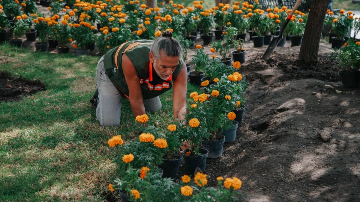 El Centro Histórico se llenó de color con miles de plantas de cempasúchil, símbolo del Día de Muertos | Crédito: Gobierno de Guadalajara