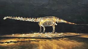 Fósil Einstein exhibido en San Pedro