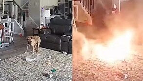 Imágenes del momento en que el perrito muerde la batería y desata un incendio en Chapel Hill
