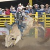 El último día se llevó a cabo el Súper Bull y el Rodeo de las Estrellas, competencias que reunieron a los mejores jinetes nacionales e internacionales. El último día se llevó a cabo el Súper Bull y el Rodeo de las Estrellas, competencias que reunieron a los mejores jinetes nacionales e internacionales.