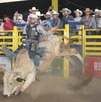 El último día se llevó a cabo el Súper Bull y el Rodeo de las Estrellas, competencias que reunieron a los mejores jinetes nacionales e internacionales. El último día se llevó a cabo el Súper Bull y el Rodeo de las Estrellas, competencias que reunieron a los mejores jinetes nacionales e internacionales.