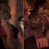 En las imágenes se ve al león siendo cargado por mujeres asistentes a una exclusiva fiesta en Polanco. En las imágenes se ve al león siendo cargado por mujeres asistentes a una exclusiva fiesta en Polanco.