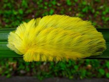 Oruga Peluche con tonos amarillos sobre una hoja