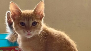 Gatito que fue brutalmente asesinado por dos menores de edad en Lerdo.