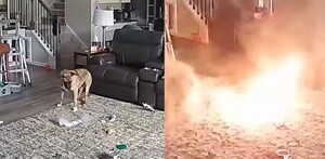 Imágenes del momento en que el perrito muerde la batería y desata un incendio en Chapel Hill