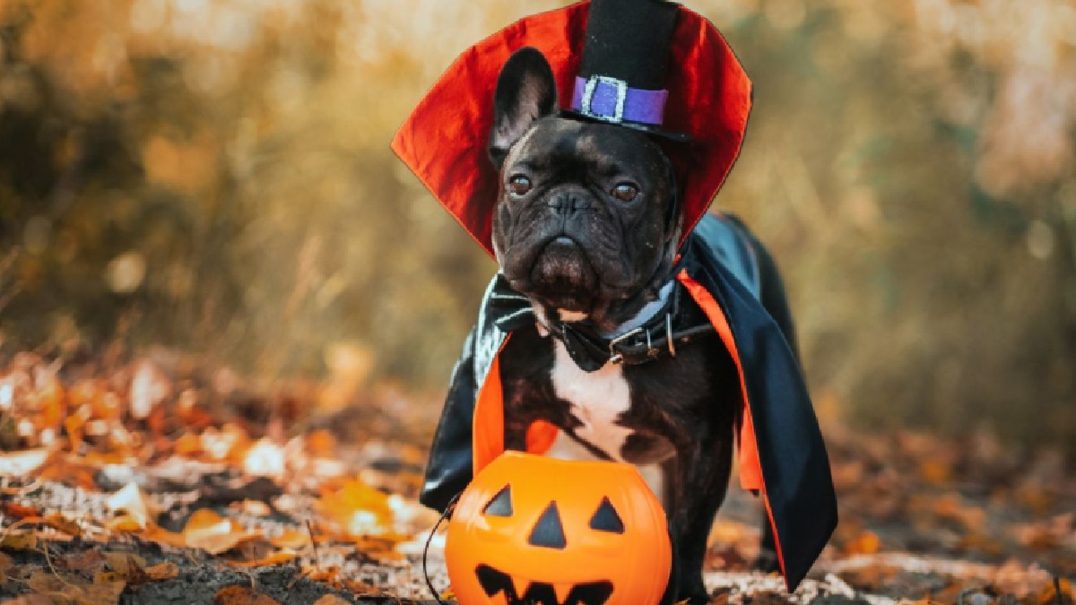 Perrito con disfraz de Halloween. Perrito con disfraz de Halloween.