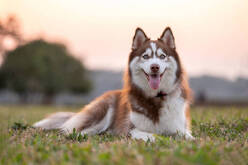 Perrito raza husky posando hacia la cámara, foto genérica.