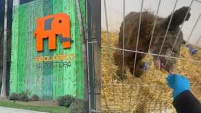 Osa Mina Zoológico La Pastora muestra mejoría en su salud.