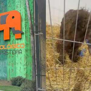 Osa Mina Zoológico La Pastora muestra mejoría en su salud. Osa Mina Zoológico La Pastora muestra mejoría en su salud.