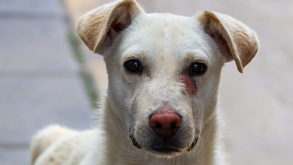 Perro con una expresión de dolor.
