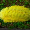 Oruga Peluche con tonos amarillos sobre una hoja