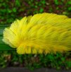 Oruga Peluche con tonos amarillos sobre una hoja