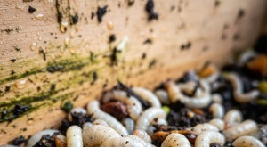 Gusanos blancos entre tierra y alimentándose de una fruta que fue tirada para seguir reproduciéndose