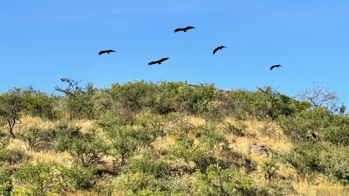 Zopilotes sobrevolando un cerro en Zapopan similar al lugar donde se encontró el cadaver Zopilotes sobrevolando un cerro en Zapopan similar al lugar donde se encontró el cadaver