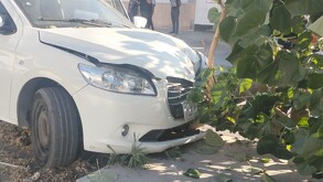 Un auto tipo sedán derribó un árbol tras manejar a exceso de velocidad.