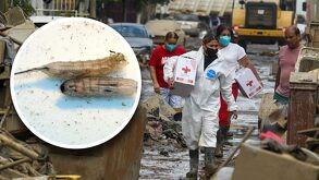 Gusano cola de rata presente en calles enlodadas de Poza Rica, en Veracruz.