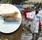 Gusano cola de rata presente en calles enlodadas de Poza Rica, en Veracruz.