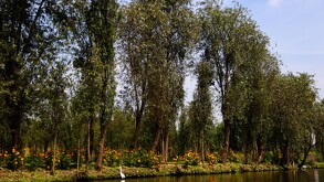 Flores de cempasúchil en Xochimilco.