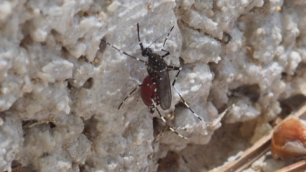 Científicos detectan nuevo 'súper mosquito' en Yucatán: transmite dengue, zika, chikungunya y fiebre amarilla