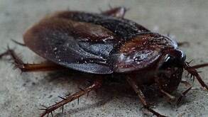 Una cucaracha fue el origen de un fuerte incendio en Corea del Sur