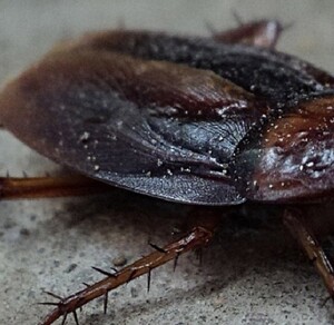 Una cucaracha fue el origen de un fuerte incendio en Corea del Sur Una cucaracha fue el origen de un fuerte incendio en Corea del Sur