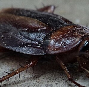 Una cucaracha fue el origen de un fuerte incendio en Corea del Sur Una cucaracha fue el origen de un fuerte incendio en Corea del Sur