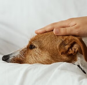 Perrito descansando en una cama siendo acariciado por una persona. Perrito descansando en una cama siendo acariciado por una persona.