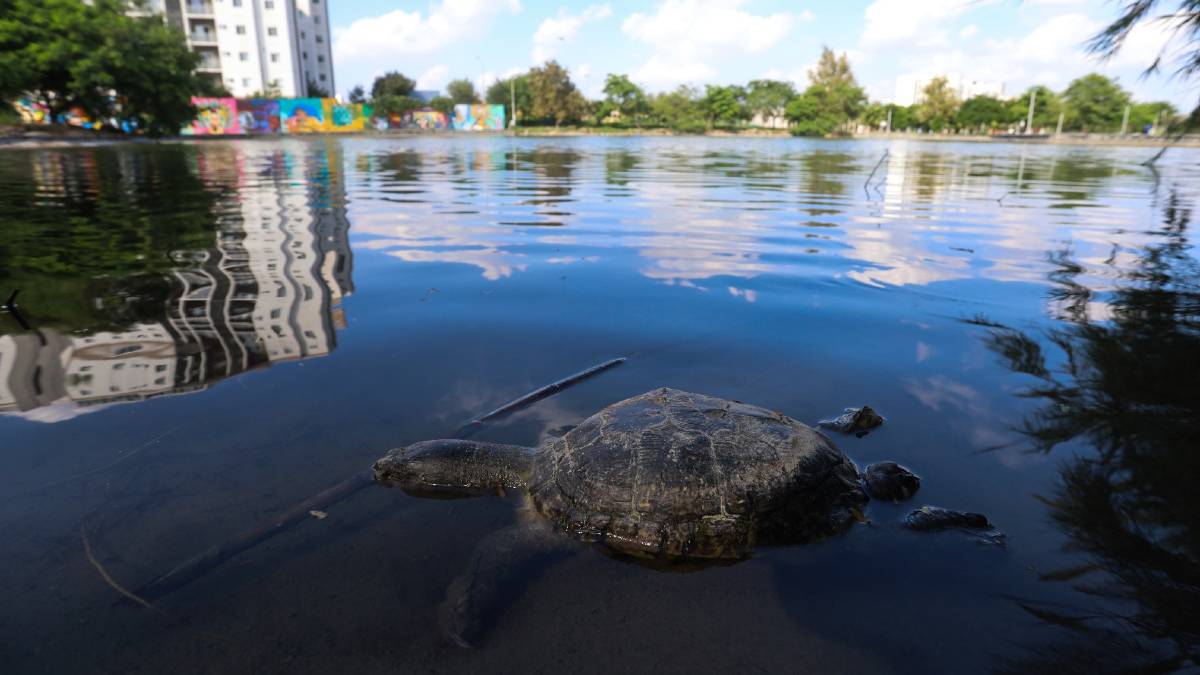 Tortugas y peces muertos en el Lago Céntrika Tortugas y peces muertos en el Lago Céntrika
