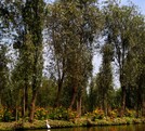 Flores de cempasúchil en Xochimilco.
