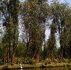 Flores de cempasúchil en Xochimilco. Flores de cempasúchil en Xochimilco.