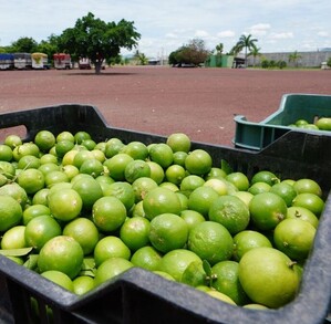 Productores de limón en el estado de Michoacán se han visto afectados por la violencia en el país.