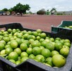 Productores de limón en el estado de Michoacán se han visto afectados por la violencia en el país. Productores de limón en el estado de Michoacán se han visto afectados por la violencia en el país.