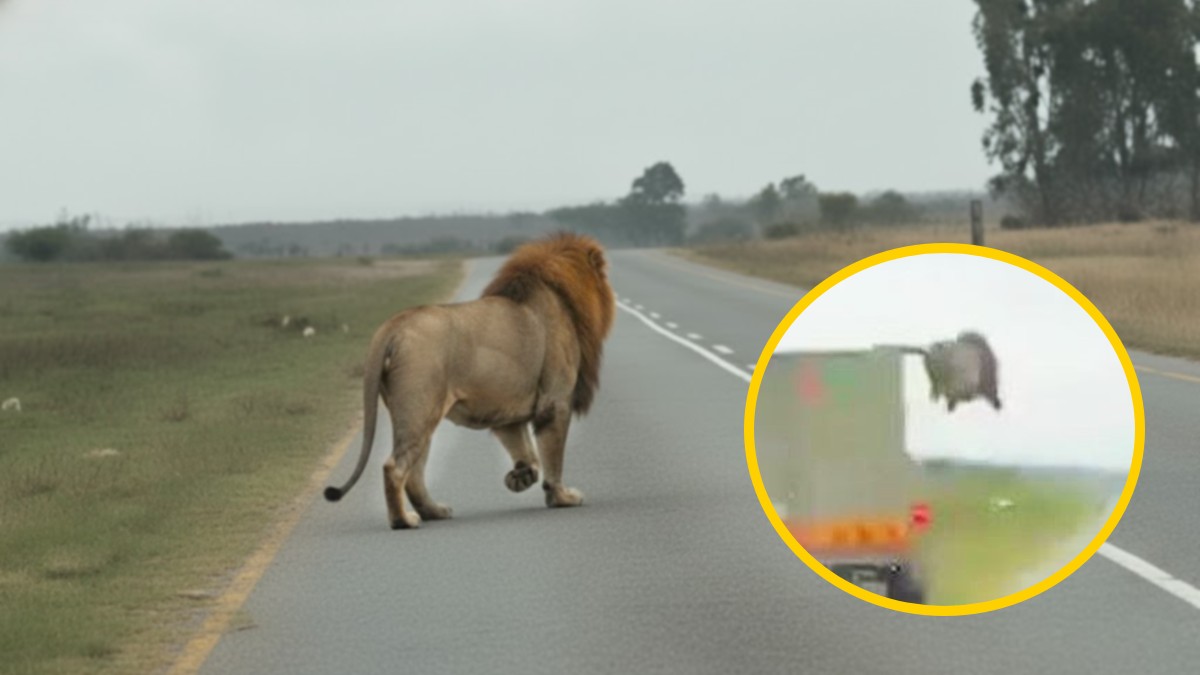 León escapando de una camión en Sudáfrica y saltando a la carretera en medio de automóviles León escapando de una camión en Sudáfrica y saltando a la carretera en medio de automóviles