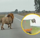 León escapando de una camión en Sudáfrica y saltando a la carretera en medio de automóviles