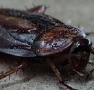 Una cucaracha fue el origen de un fuerte incendio en Corea del Sur