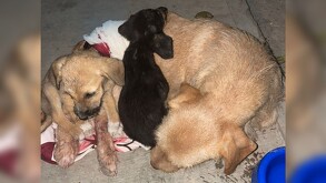 Perrita callejera en El Salto dando de comer a sus cachorros tras recibir un disparo y ser víctima de maltrato animal