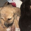 Perrita callejera en El Salto dando de comer a sus cachorros tras recibir un disparo y ser víctima de maltrato animal