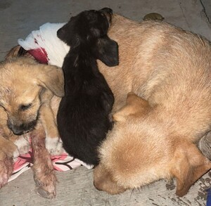 Perrita callejera en El Salto dando de comer a sus cachorros tras recibir un disparo y ser víctima de maltrato animal
