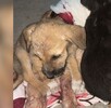 Perrita callejera en El Salto dando de comer a sus cachorros tras recibir un disparo y ser víctima de maltrato animal Perrita callejera en El Salto dando de comer a sus cachorros tras recibir un disparo y ser víctima de maltrato animal