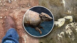 Pie de una persona en terreno donde se halló el fósil de un Gliptodonde en Acatzingo, Puebla.