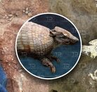 Pie de una persona en terreno donde se halló el fósil de un Gliptodonde en Acatzingo, Puebla.