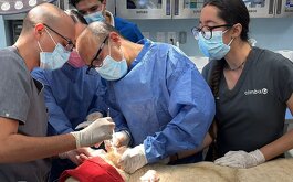 Dr. Óscar Armando Melhado realiza cirugía a leona blanca en el Zoológico de Guadalajara