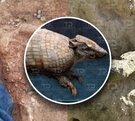 Pie de una persona en terreno donde se halló el fósil de un Gliptodonde en Acatzingo, Puebla. Pie de una persona en terreno donde se halló el fósil de un Gliptodonde en Acatzingo, Puebla.
